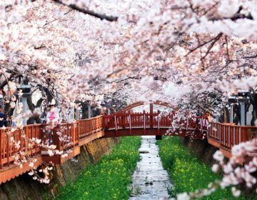 HÀN QUỐC: SEOUL - EVERLAND - ĐẢO NAMI